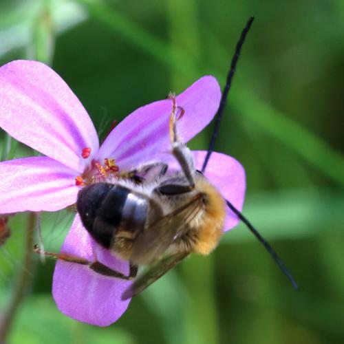 Eucera sp.